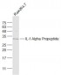 IL-1 Alpha Propeptide Rabbit pAb